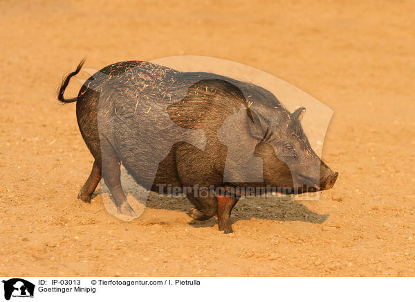 Gttinger Minischwein / Goettinger Minipig / IP-03013