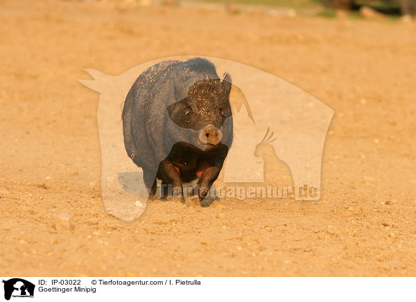 Gttinger Minischwein / Goettinger Minipig / IP-03022