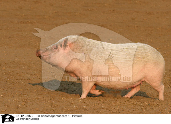 Gttinger Minischwein / Goettinger Minipig / IP-03029
