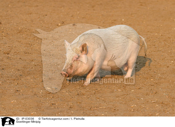 Gttinger Minischwein / Goettinger Minipig / IP-03036