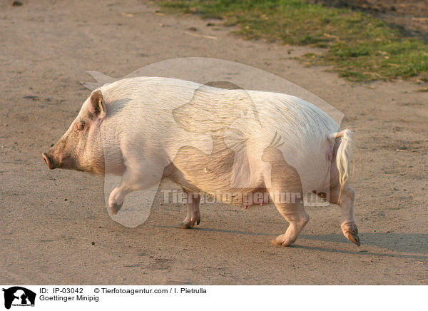 Gttinger Minischwein / Goettinger Minipig / IP-03042