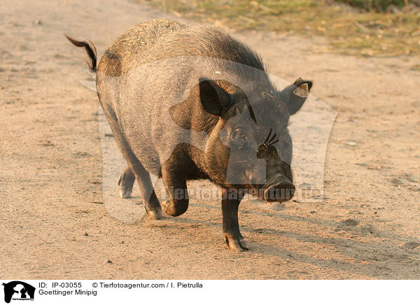 Gttinger Minischwein / Goettinger Minipig / IP-03055