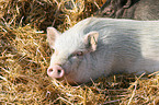 Goettinger Minipig