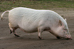 Goettinger Minipig