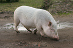 Goettinger Minipig