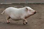 Goettinger Minipig