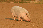 Goettinger Minipig