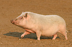 Goettinger Minipig