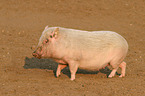 Goettinger Minipig