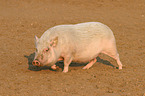 Goettinger Minipig