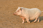 Goettinger Minipig