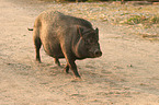 Goettinger Minipig