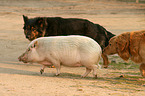 Goettinger Minipig and dogs