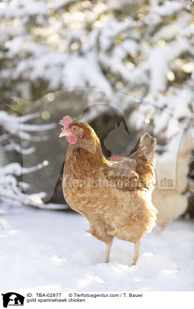 Goldsperber / gold sparrowhawk chicken / TBA-02877