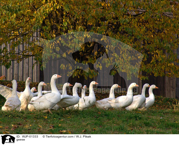 geese / WJP-01333
