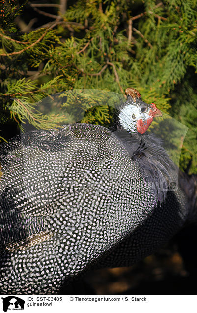 Perlhuhn / guineafowl / SST-03485