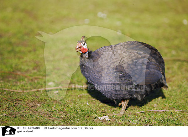 Perlhuhn / guineafowl / SST-03488