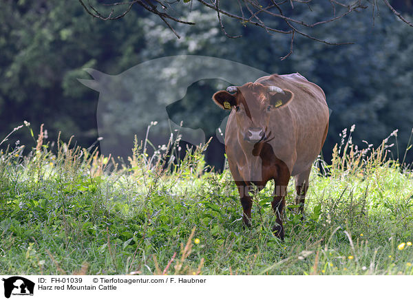 Harz red Mountain Cattle / FH-01039