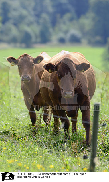 Harzer Rotvieh / Harz red Mountain Cattles / FH-01040