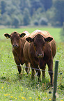 Harz red Mountain Cattles
