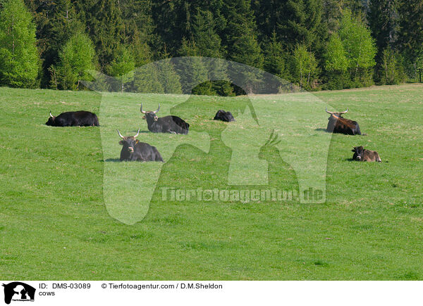 Heckrinder / cows / DMS-03089