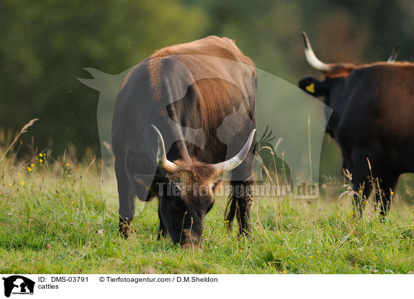 cattles / DMS-03791