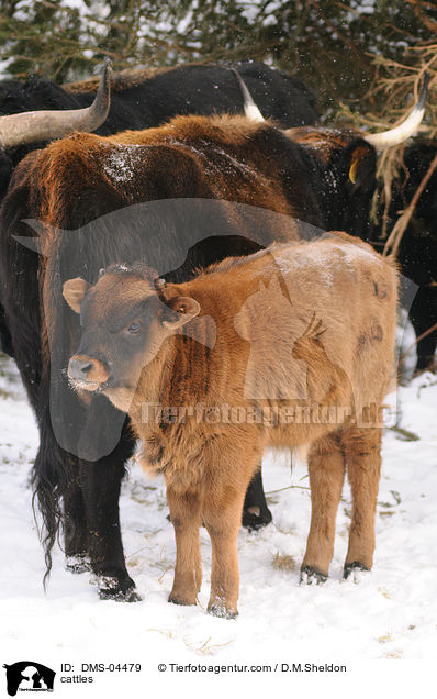 Heckrinder / cattles / DMS-04479