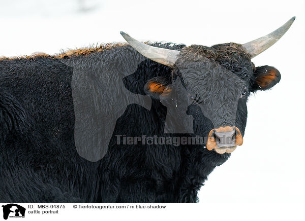 cattle portrait / MBS-04875