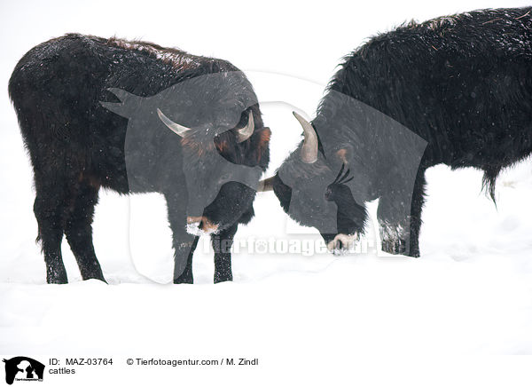 cattles / MAZ-03764