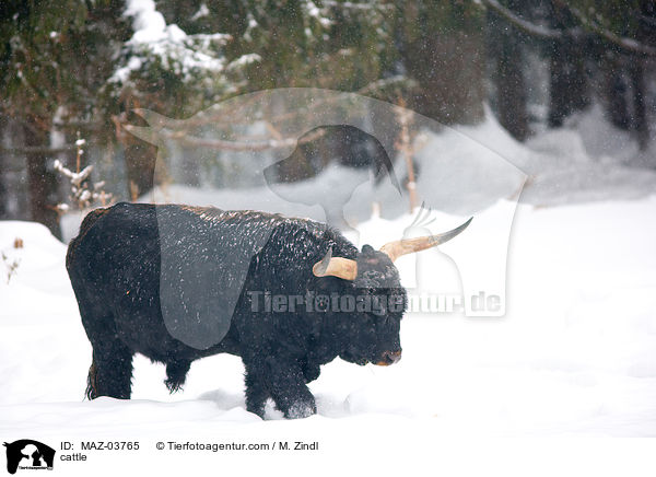 cattle / MAZ-03765