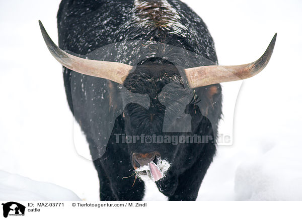 cattle / MAZ-03771