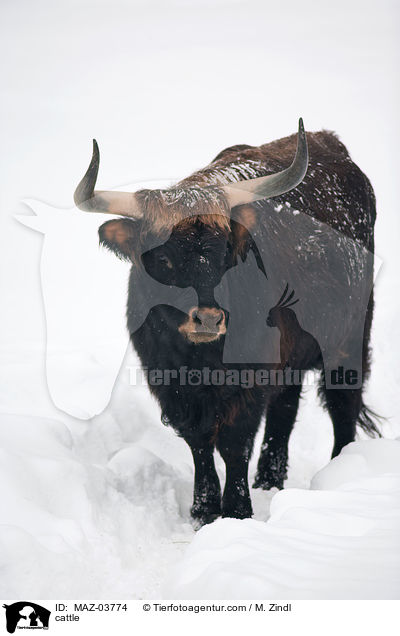 cattle / MAZ-03774