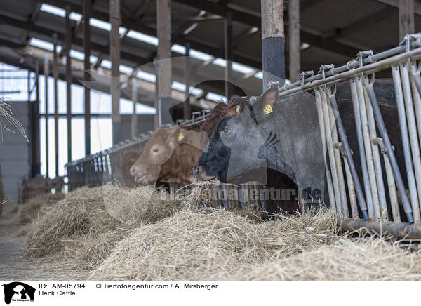 Heckrinder / Heck Cattle / AM-05794