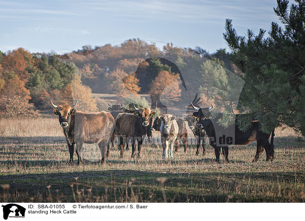 stehende Heckrinder / standing Heck Cattle / SBA-01055