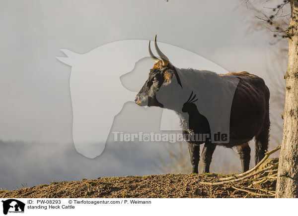 standing Heck Cattle / PW-08293
