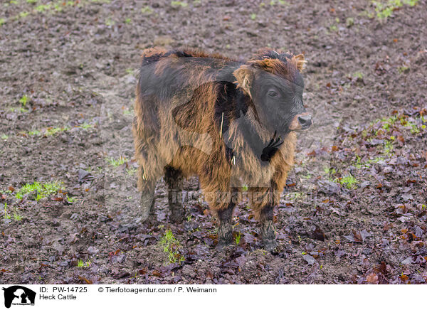 Heckrind / Heck Cattle / PW-14725