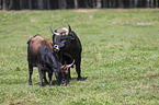 Heck Cattle
