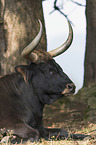 Heck Cattle