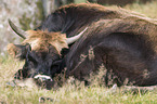 Heck Cattle