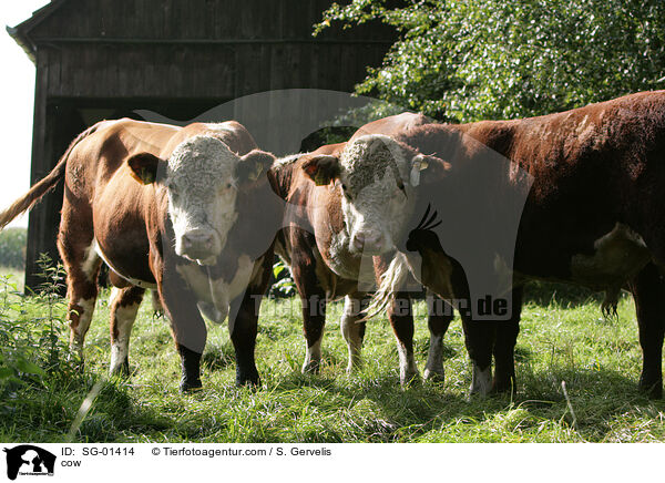 cow / SG-01414