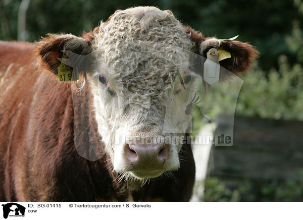 Hereford-Rind / cow / SG-01415