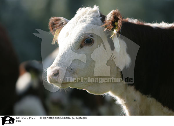 cow / SG-01420