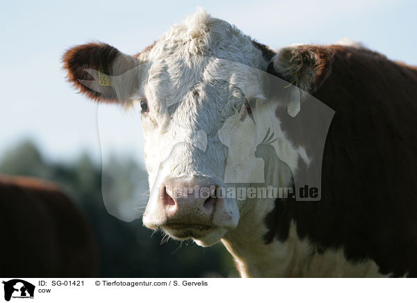 cow / SG-01421