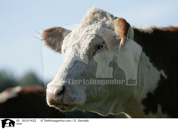 cow / SG-01422