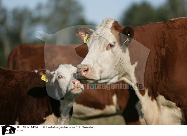 cow / SG-01424
