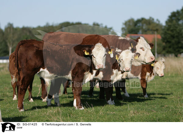cow / SG-01425