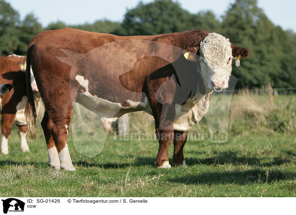 Hereford-Rind / cow / SG-01426