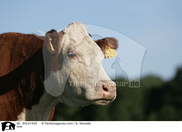 Hereford-Rind / cow / SG-01430