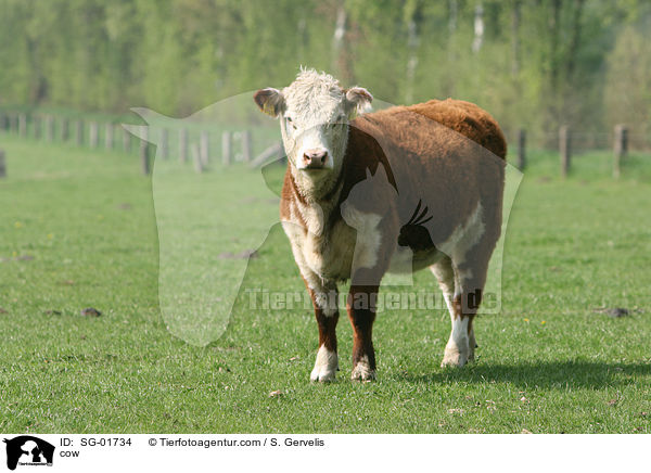 cow / SG-01734