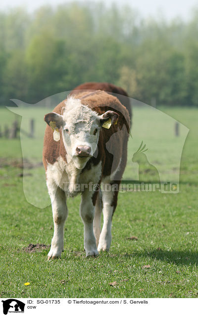 cow / SG-01735